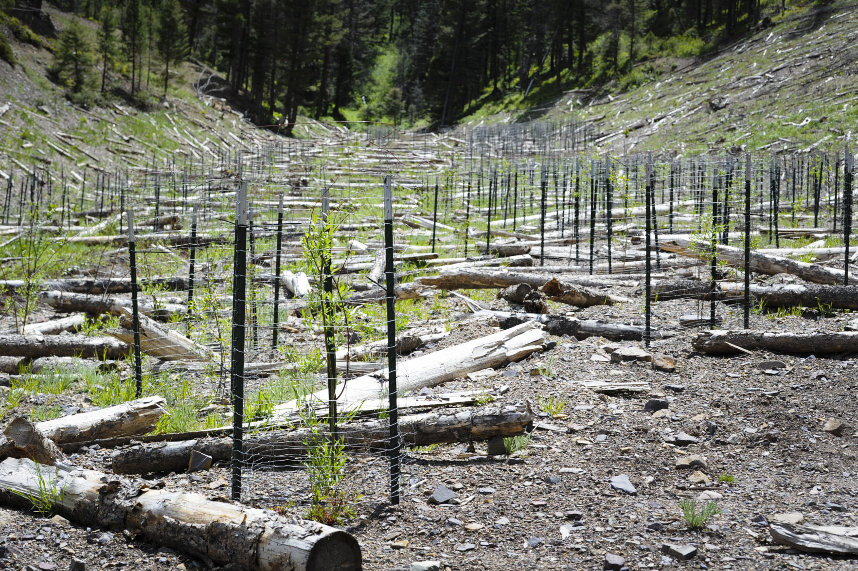 “These plants are cold adapted and put out some hardy seeds.”